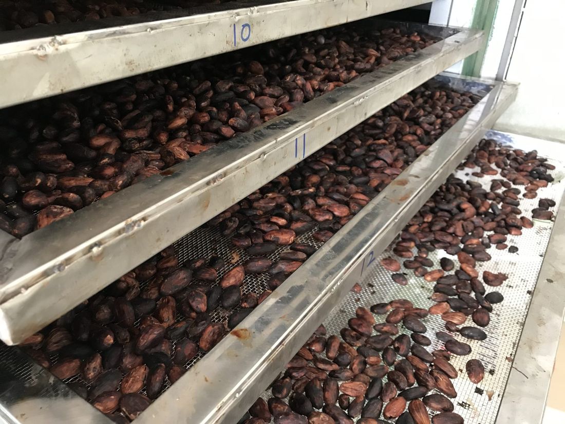 Fermented cacao beans drying on racks