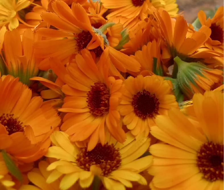 Freshly picked calendula flowers