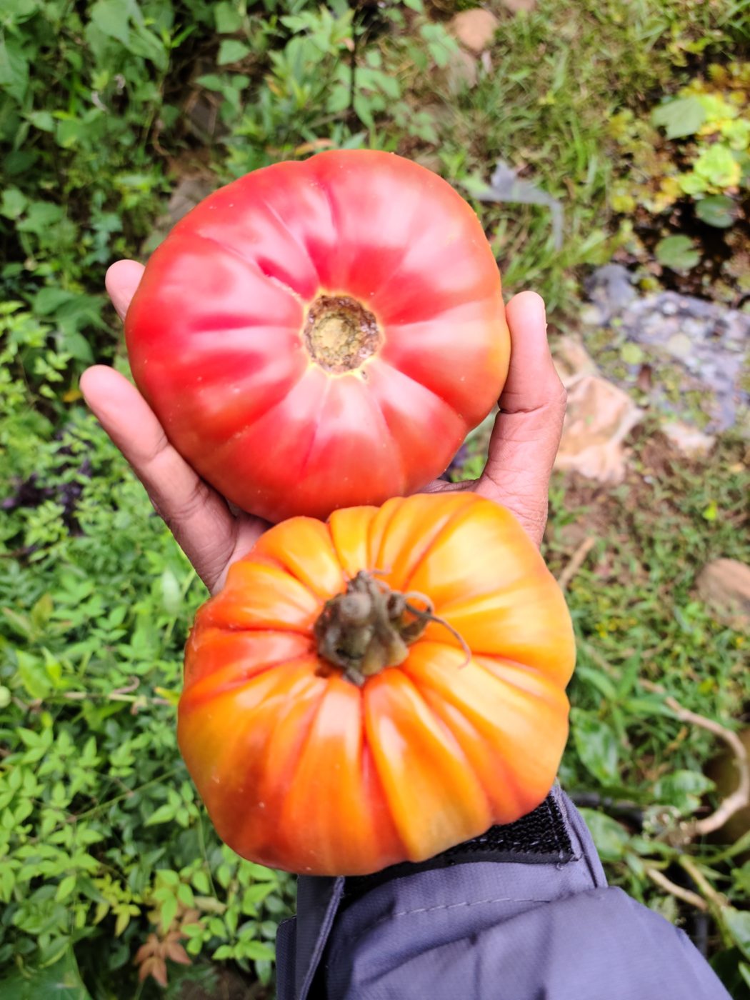 Two large heirloom tomatoes, one red and one orange, held in a hand
