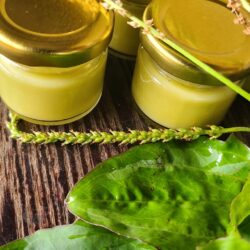 Soothing Plantago Salve - 30 ml
